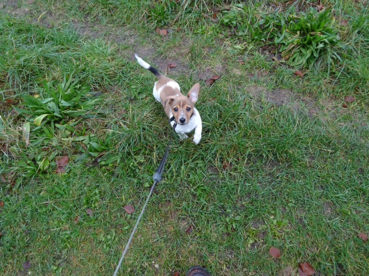 a small puppy standing on top of a grass covered field