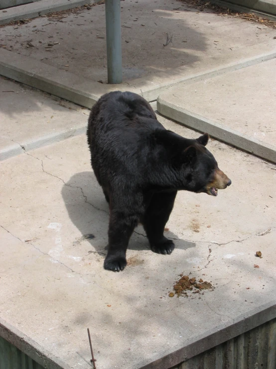 a black bear walking on cement stairs