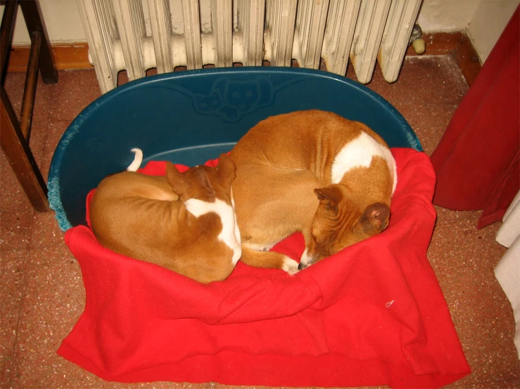 two dogs laying down in the same basket