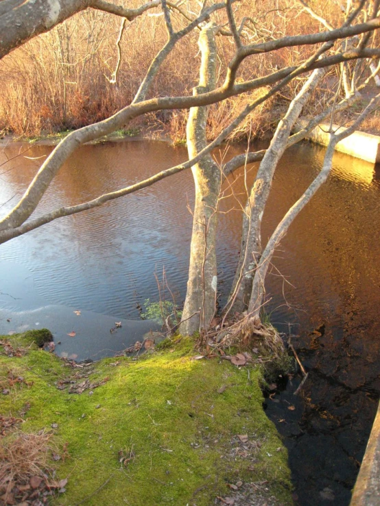 a river that has some green grass and a fence