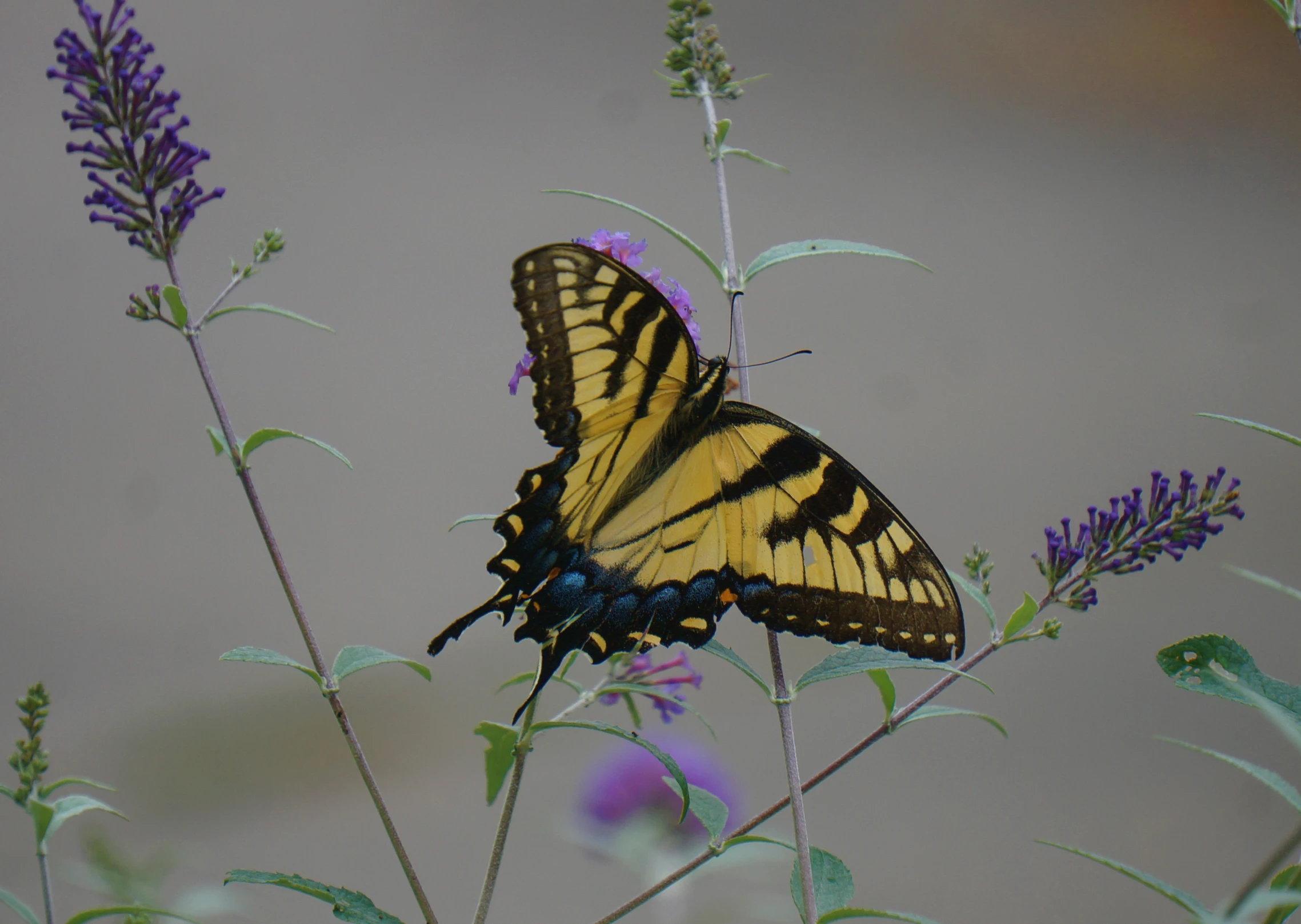 erfly sitting on a flower with other purple flowers nearby