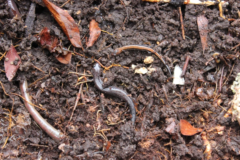 a lizard laying down in the dirt on a sunny day