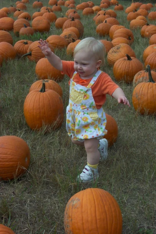 a toddler playing near giant pumpkins at a pumpkin farm