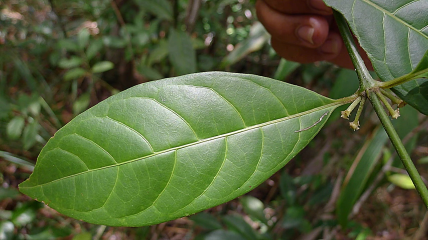 a person is holding onto a large green leaf