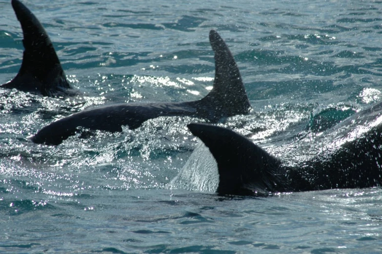 three dolphins swimming in a body of water