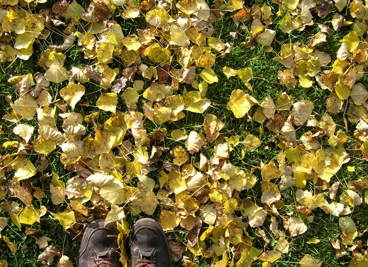 a person stands on top of some fallen leaves