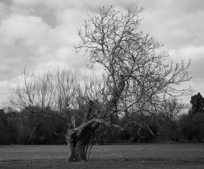 a bird is sitting in the middle of a tree