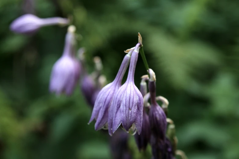 a couple purple flowers blooming in front of green foliage