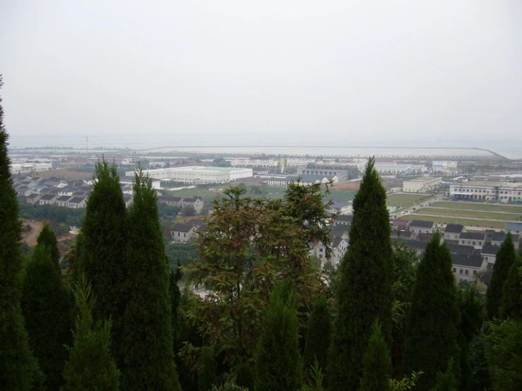 some very tall trees in the foreground and a city skyline