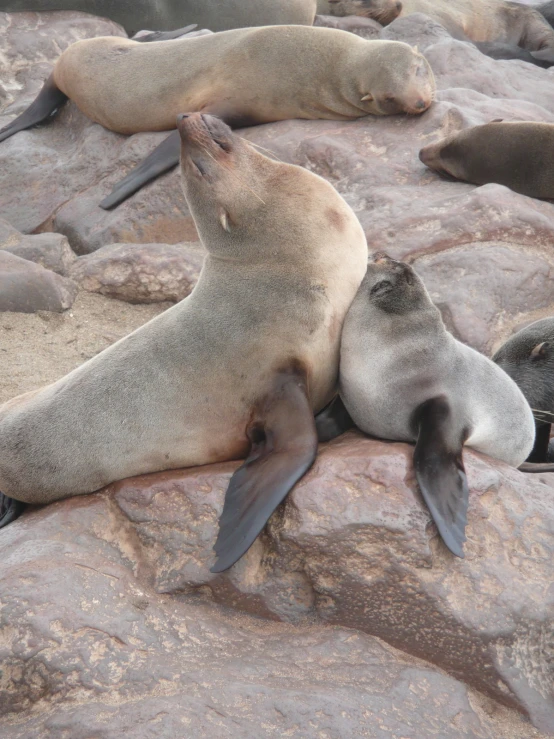 two sea lions lie on the rocks together