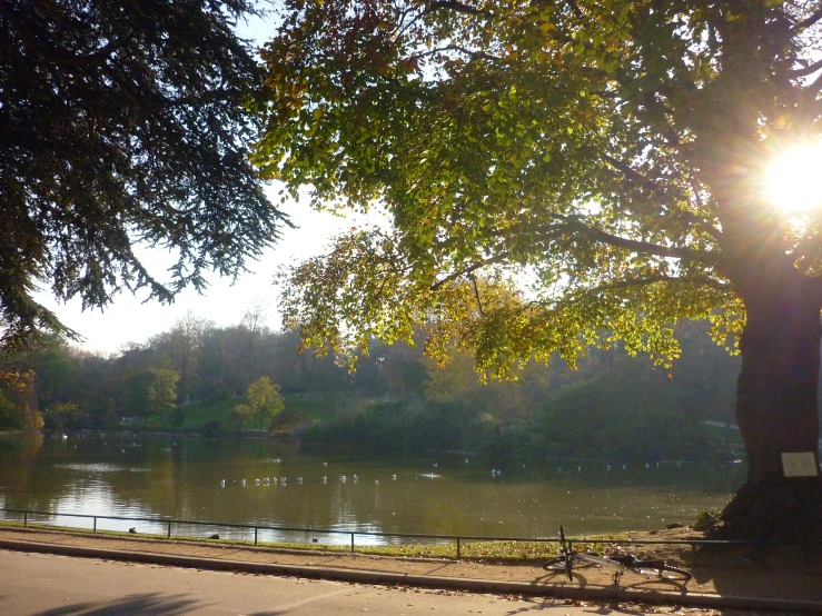 a park bench under a tree in front of a lake