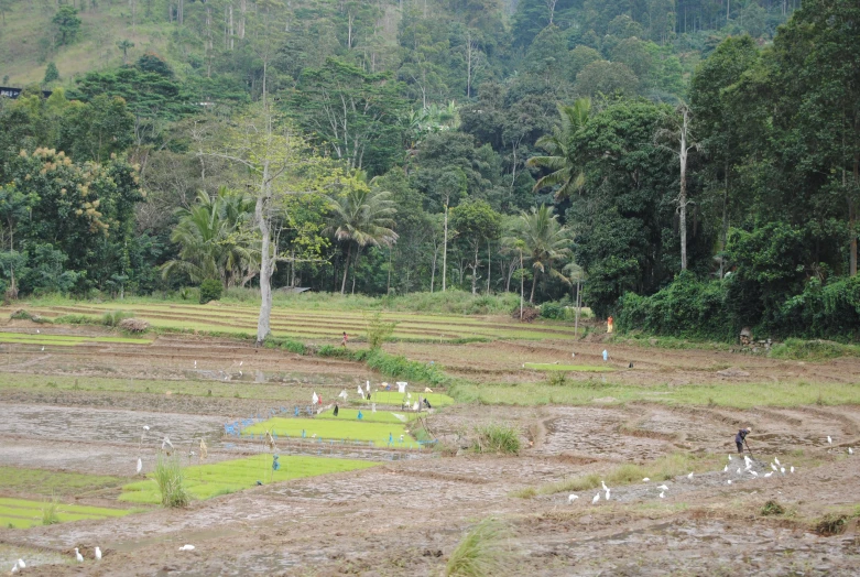 people are walking on muddy land between trees