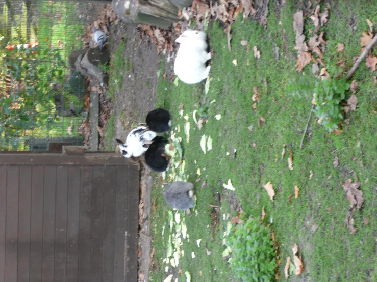 two rabbits on the grass in front of a fence