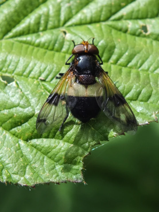 a small fly perched on a leaf of leaves