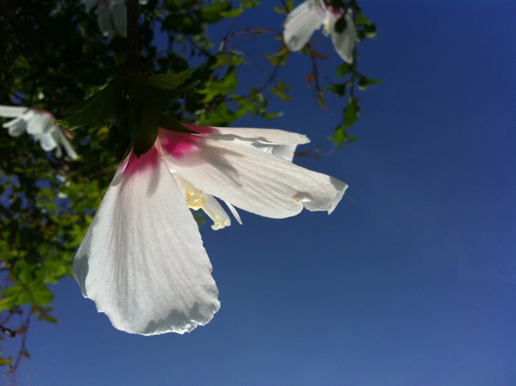 a white flower in the sky with trees