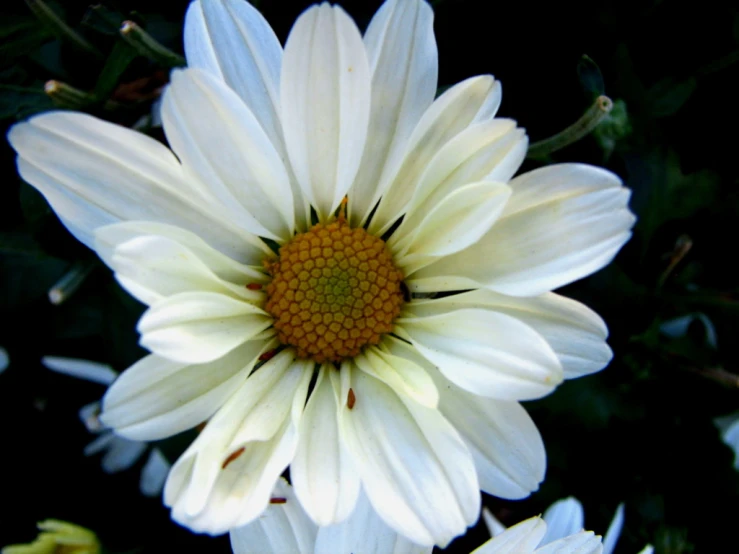 an orange center surrounded by white flowers on black