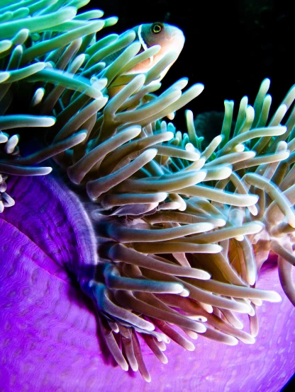 anemone and soft coral in the water