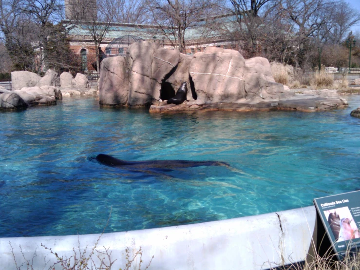 a man swimming with an alligator in a zoo exhibit