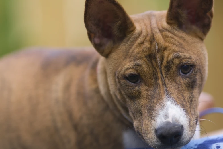 a dog resting his head on a person's shoulder