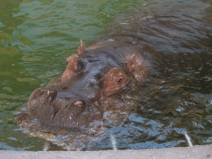 a hippo swimming in a pond with its head in the water