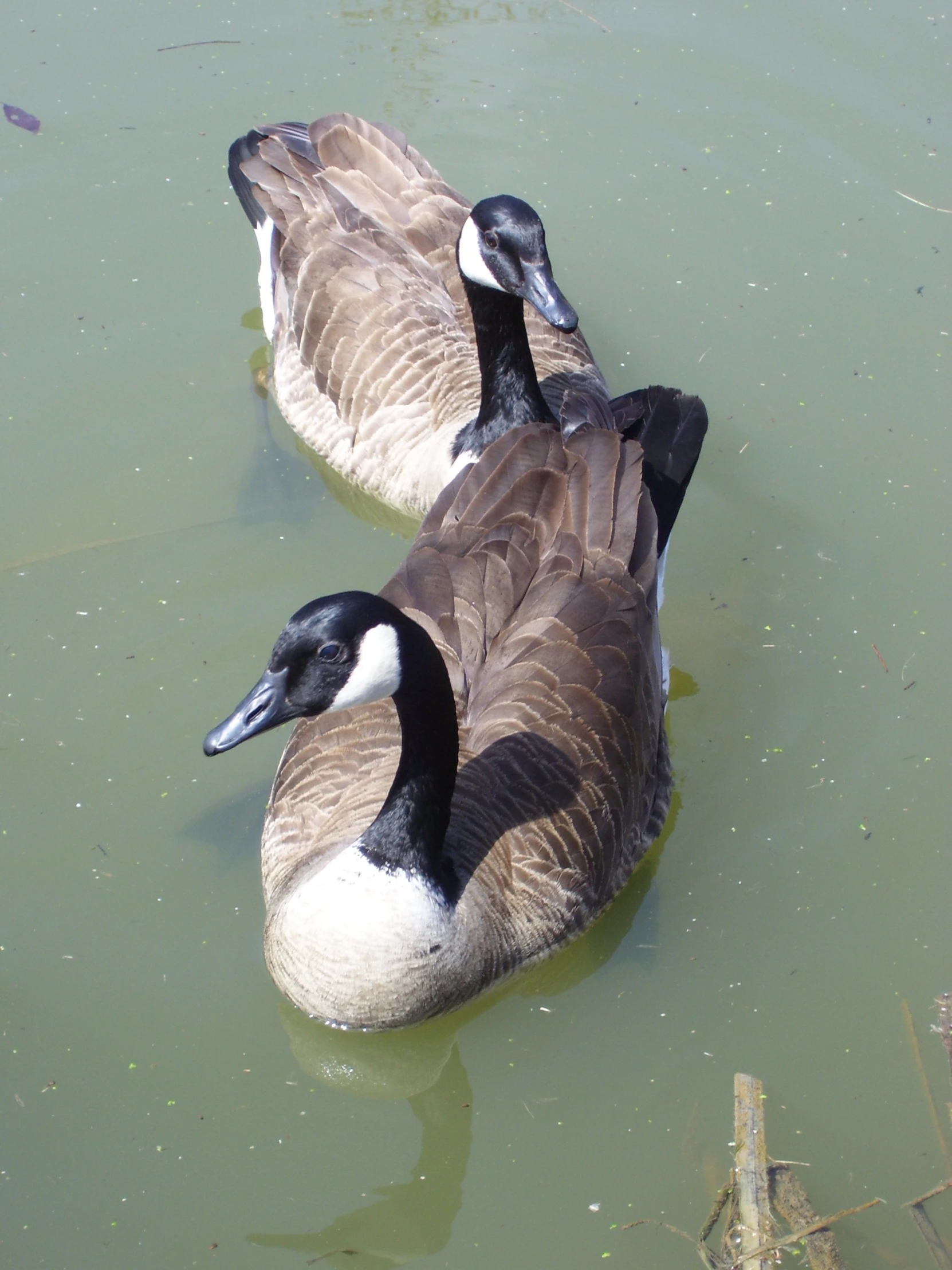 two geese swimming on a lake in the sun