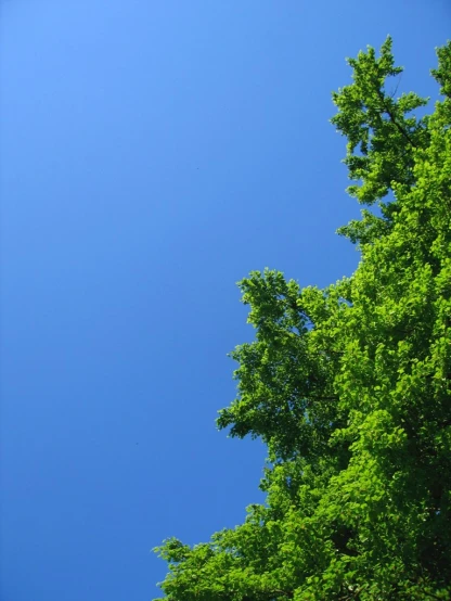 a clock tower towering over some trees on a bright blue day