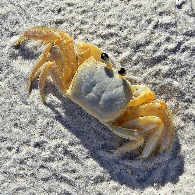 the small yellow crab is sitting in the sand
