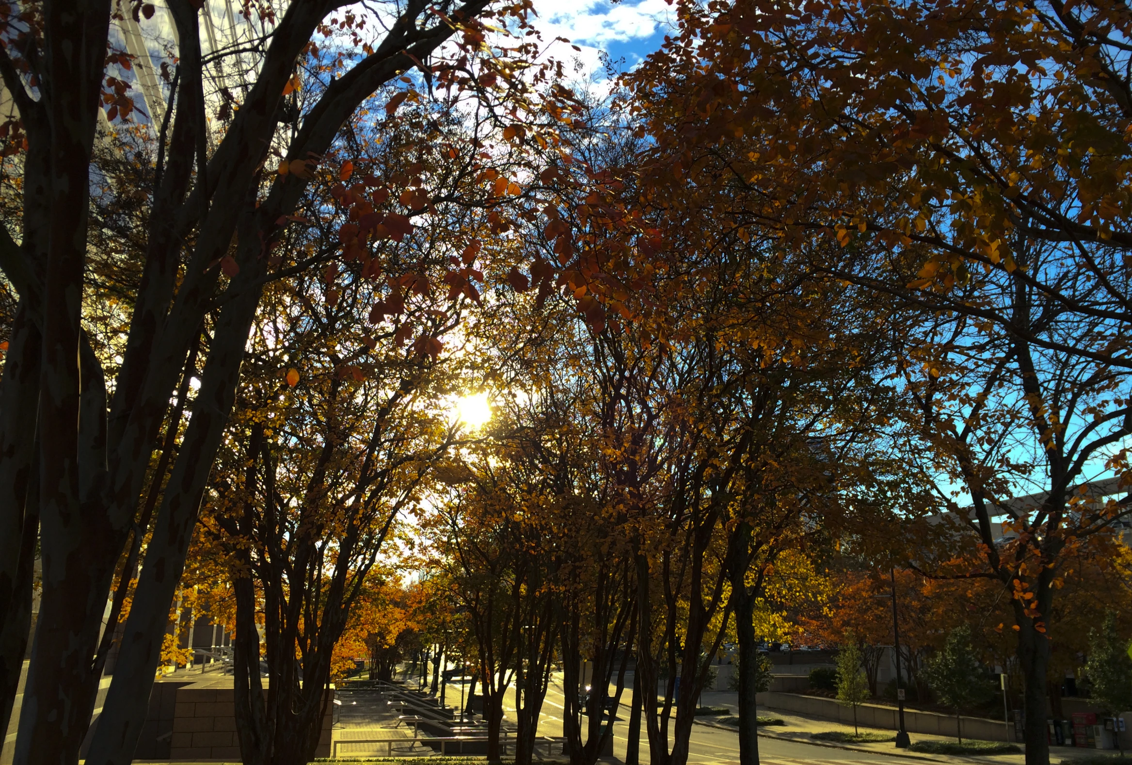 the sun shines through the trees with red leaves on them