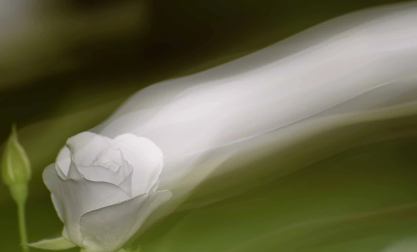 a white flower is shown in this artistic po