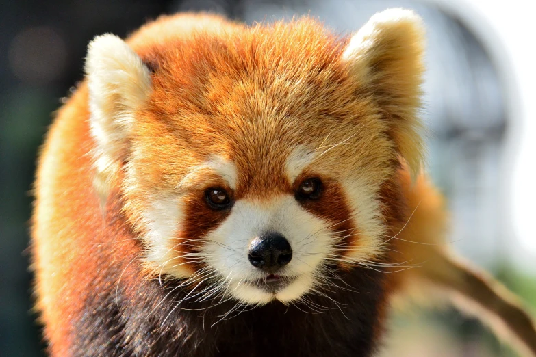 a close - up of a small red panda face