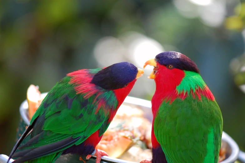 a pair of colorful birds eating food from a container