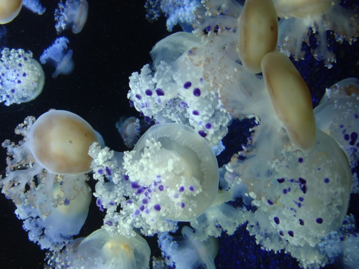 several jellyfish swim around in the water