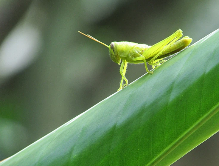 a green insect with long antennas on top of a leaf