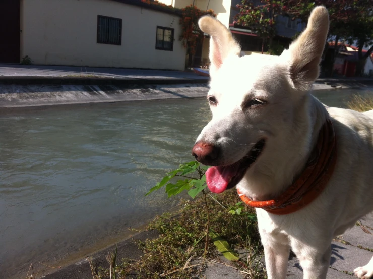 a large dog is near a stream with flowers in its mouth