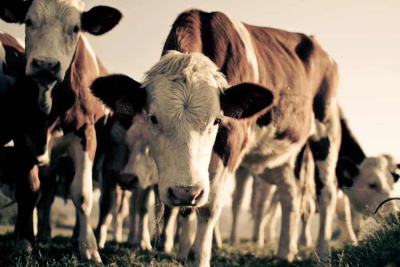 a herd of cows standing on top of a green field