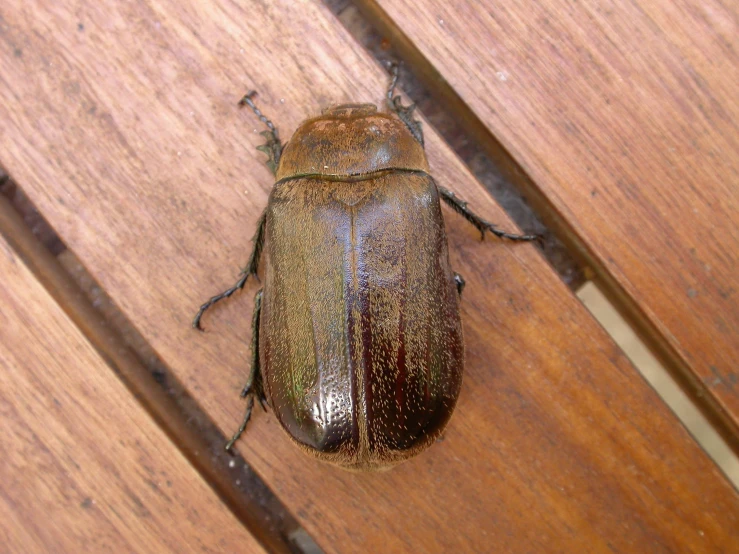 a big beetle is standing on the wood
