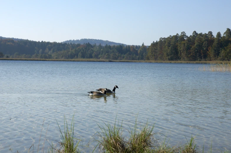 the ducks are swimming in the lake in the mountains