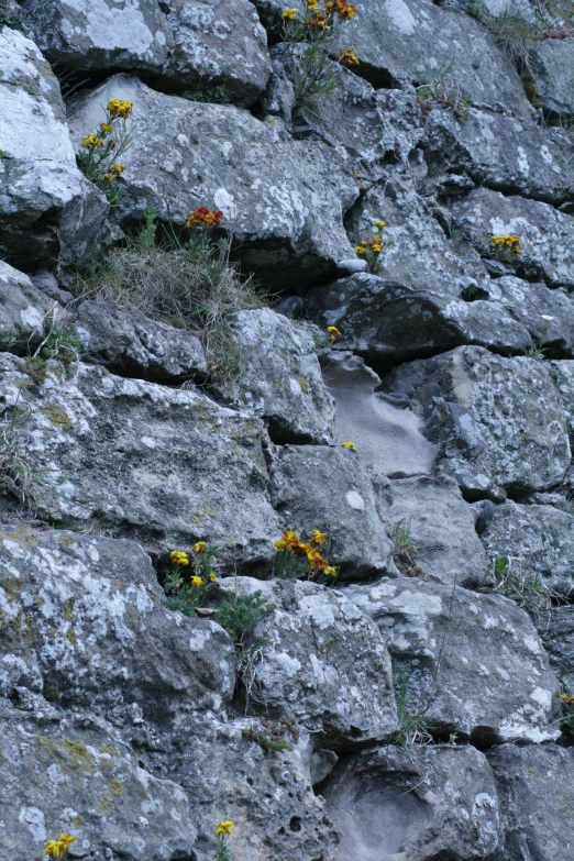 an up close s of several rocks with flowers growing out of them