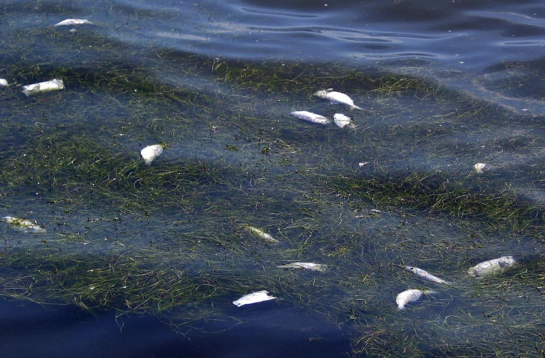 a number of birds in the water near one another