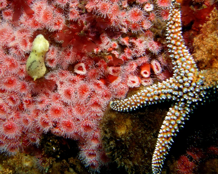an underwater scene of some coral and an orange starfish