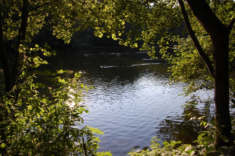 there are some trees and water next to the shore