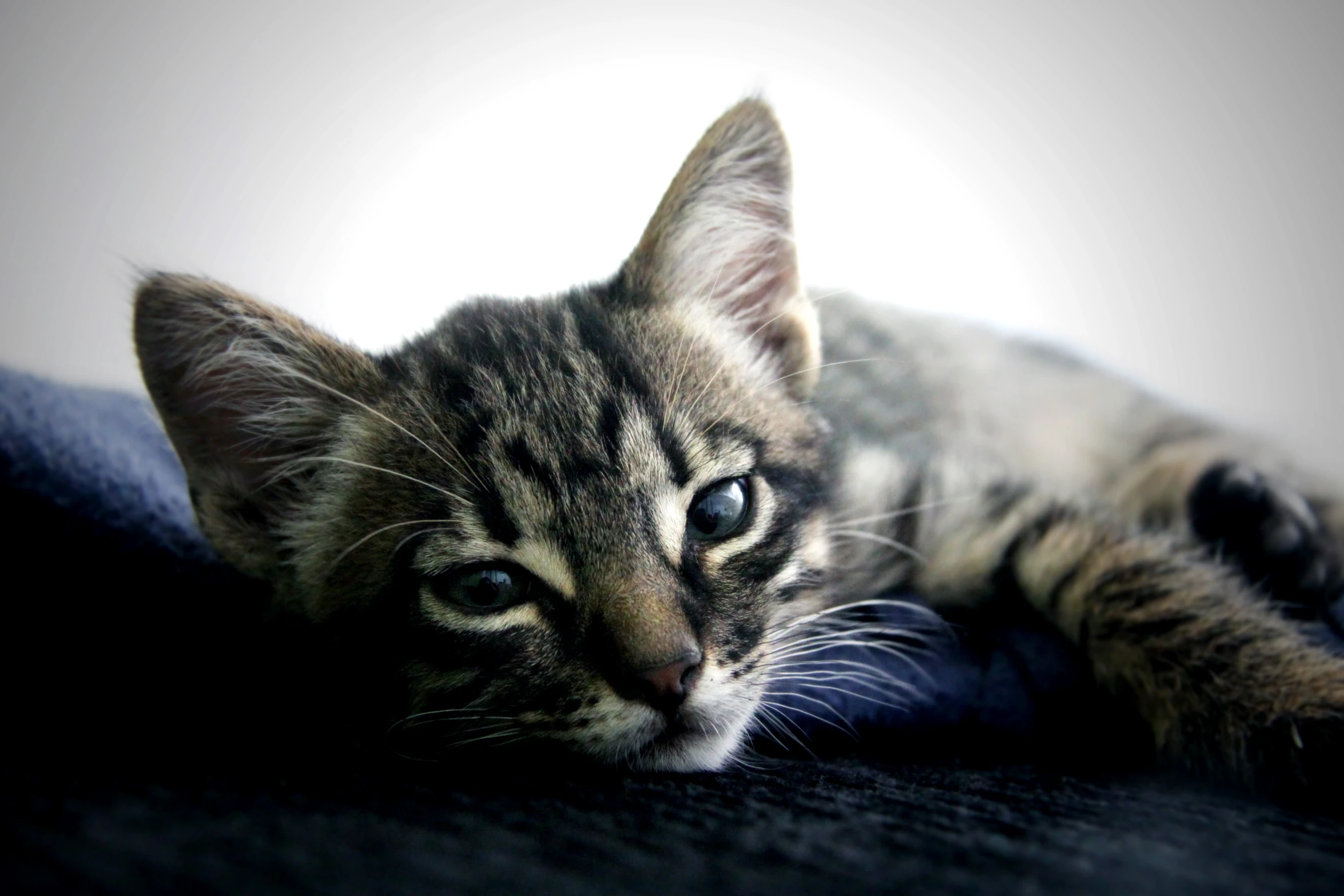 a cat lays down looking very adorable