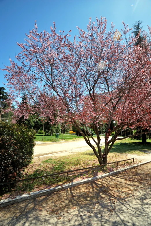 the blooming tree by the path is ready for it to bloom