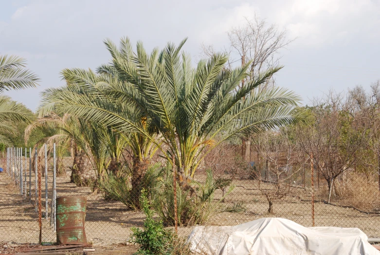 a tree covered with a white sheet in a fenced off area