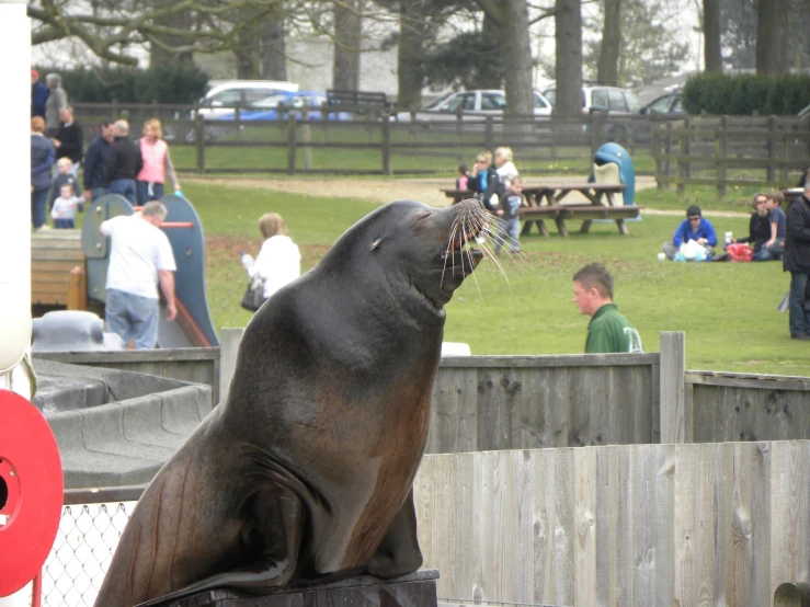 a seal bear sitting on the edge of a fence next to people