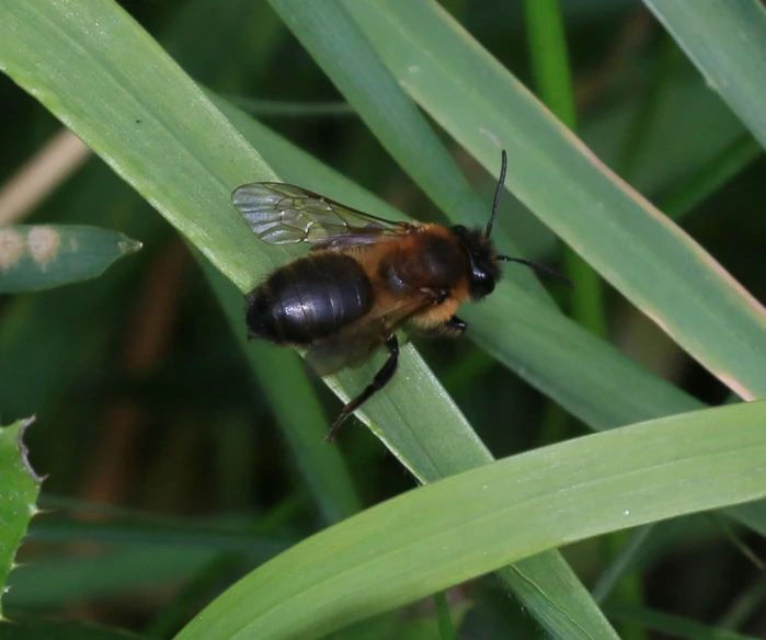 the bee is resting on a thin leaf