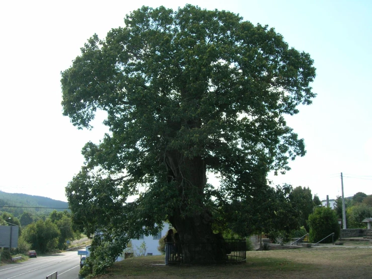 a large tree sitting in the middle of a park