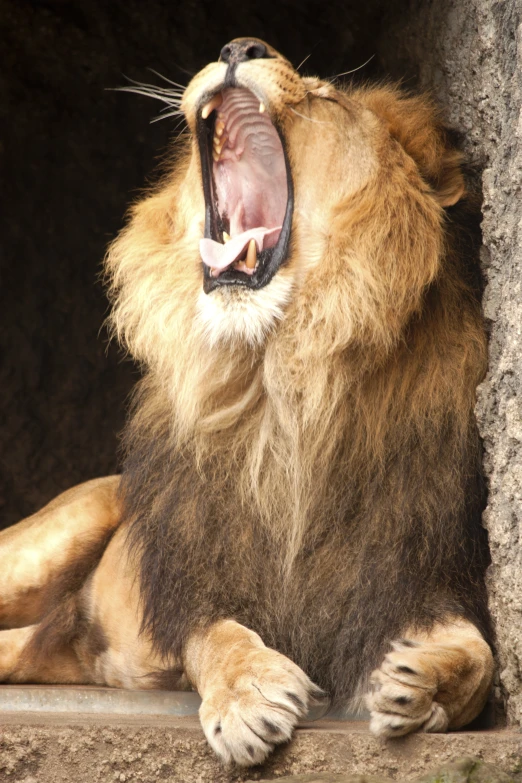 an animal with it's mouth open and his mouth opened