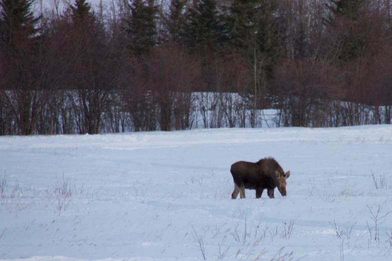 a moose is out in the middle of the snow