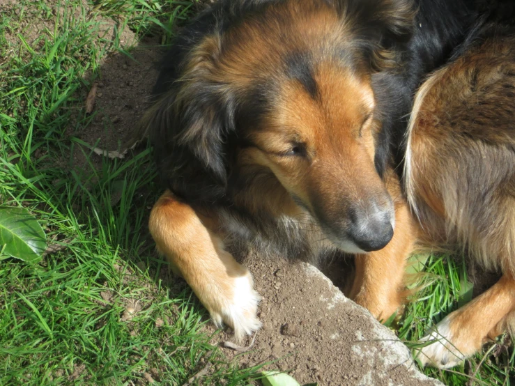 a brown dog sitting on top of a green grass covered field